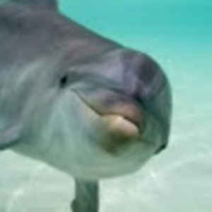 Meet your Posher, Tastyfire